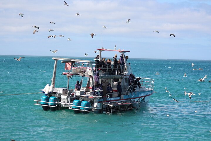 Shark Cage Diving and Viewing with transport from Hermanus