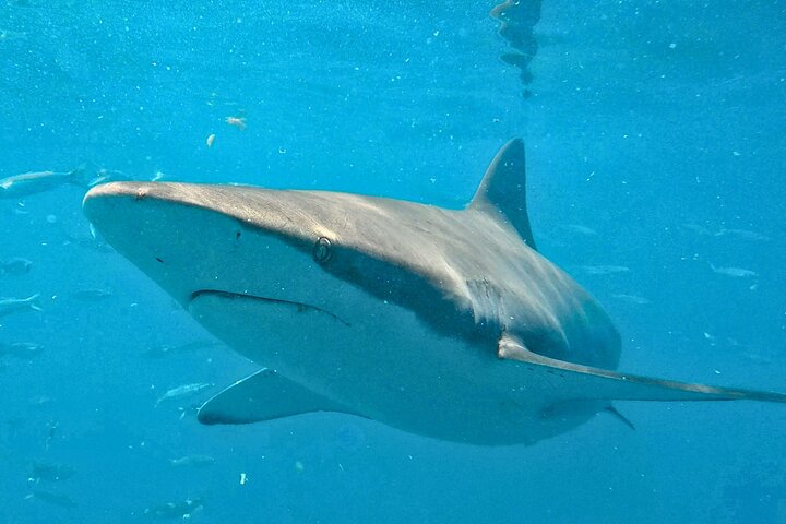 Shark Cage Diving and Viewing with transport from Hermanus