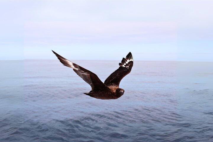 Shark Cage Diving and Viewing with transport from Hermanus
