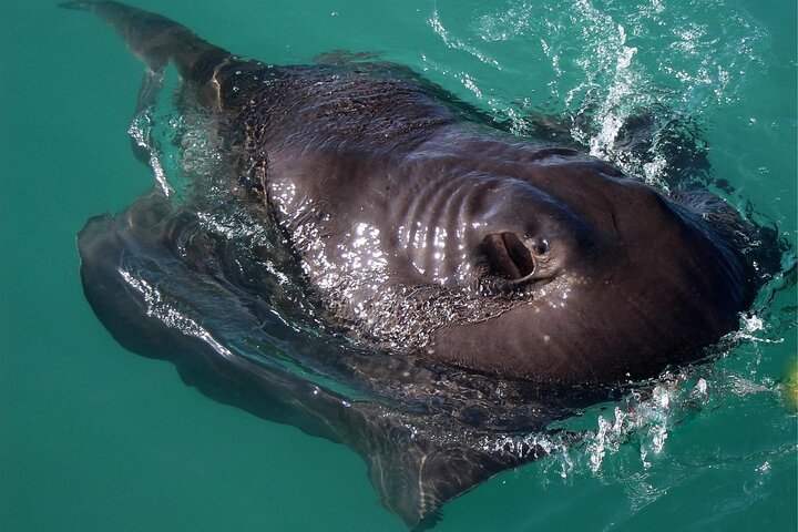 Shark Cage Diving and Viewing - Self drive