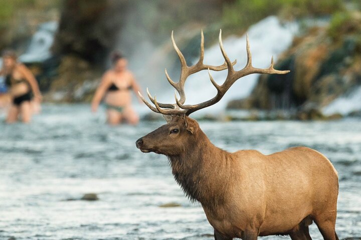 Self-Guided Audio Driving Tour in Yellowstone National Park