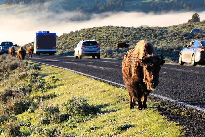 Self-Guided Audio Driving Tour in Yellowstone National Park