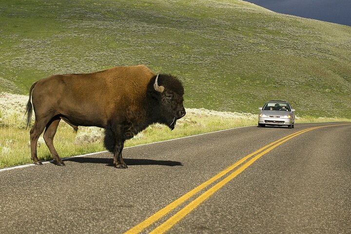 Self-Guided Audio Driving Tour in Yellowstone National Park