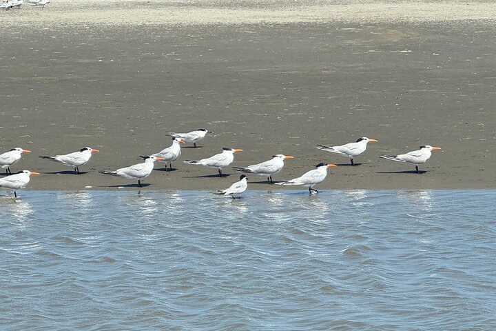 Morris Island Private Excursion