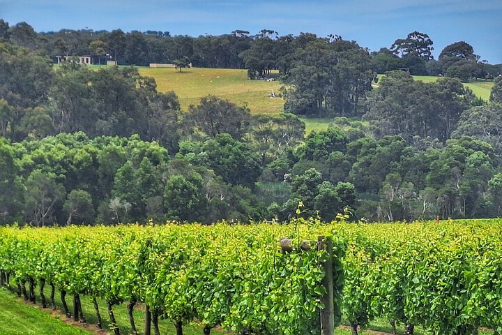 Mornington Peninsula Day Tour. Your Day Your Way. Your group only