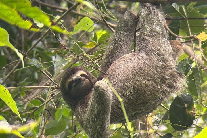Manuel Antonio National Park : Guided tour with TICKET INCLUDED