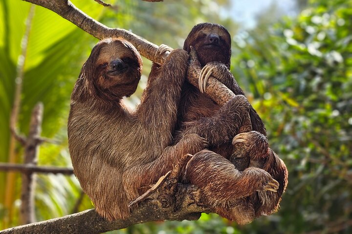 West Bay Beach Break / Monkey and Sloth Sanctuary