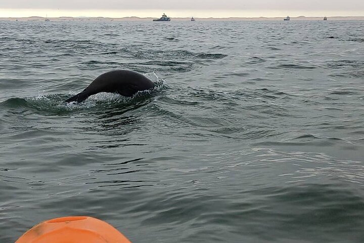 Seal Kayaking & Sandwich Harbour Tour