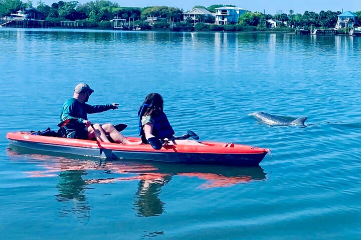 Dolphin, Manatee and Sea Turtle Kayak Adventure in St. Augustine