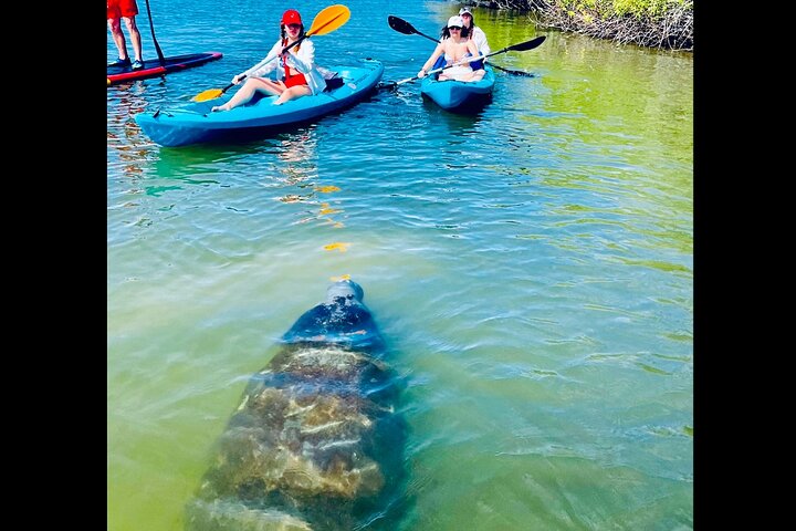 Dolphin, Manatee and Sea Turtle Kayak Adventure in St. Augustine