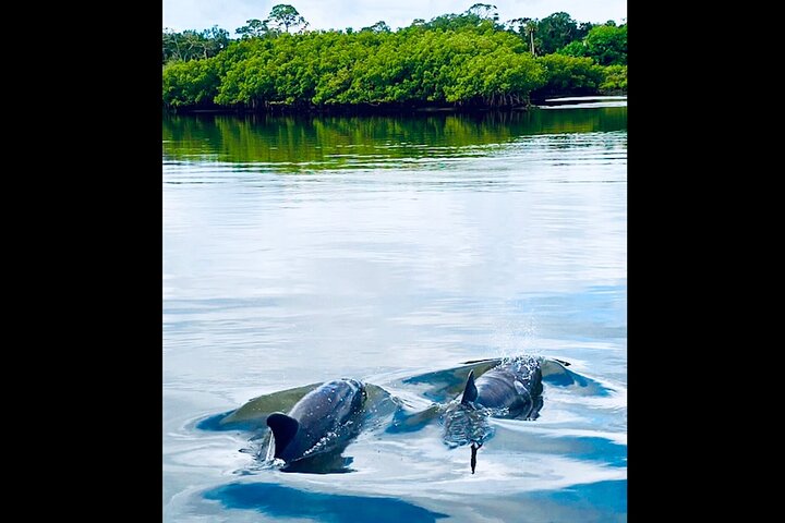 Dolphin, Manatee and Sea Turtle Kayak Adventure in St. Augustine