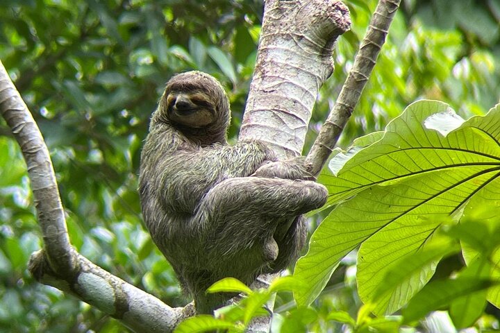 Manuel Antonio National Park : Guided tour with TICKET INCLUDED