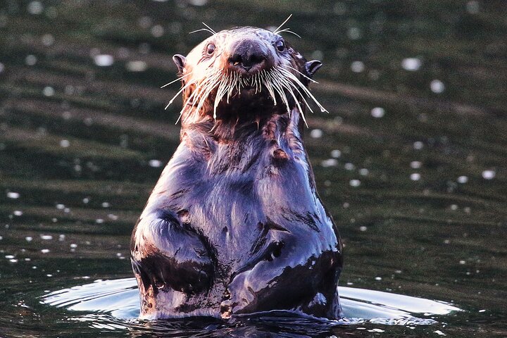 Sitka Premier Whale Watching and Wildlife Tour