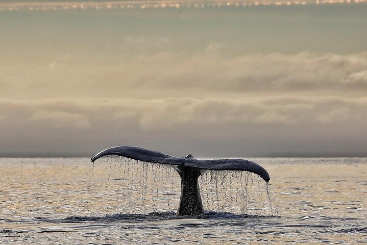 Sitka Premier Whale Watching and Wildlife Tour