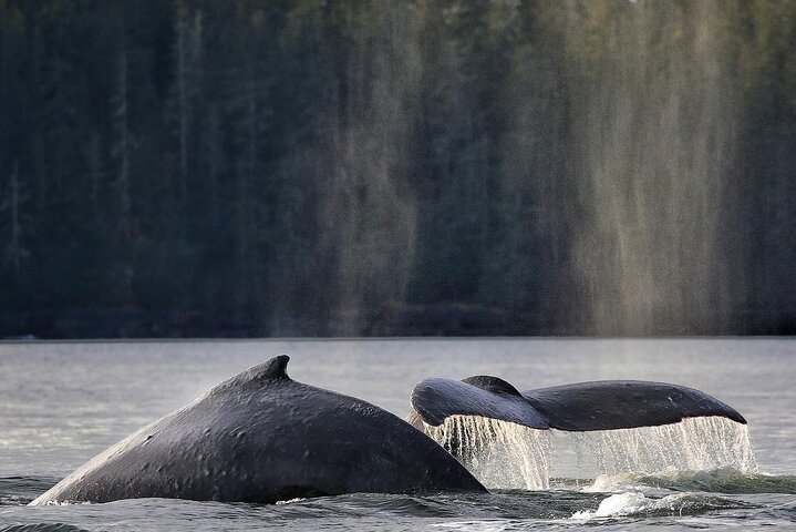 Sitka Premier Whale Watching and Wildlife Tour