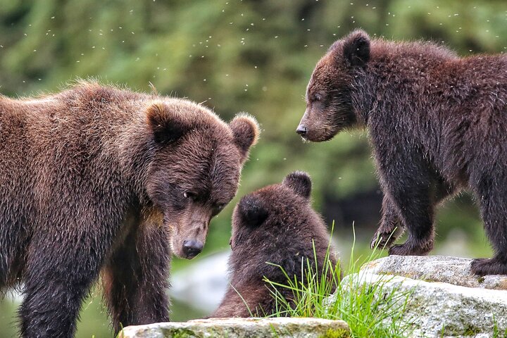Sitka Premier Whale Watching and Wildlife Tour