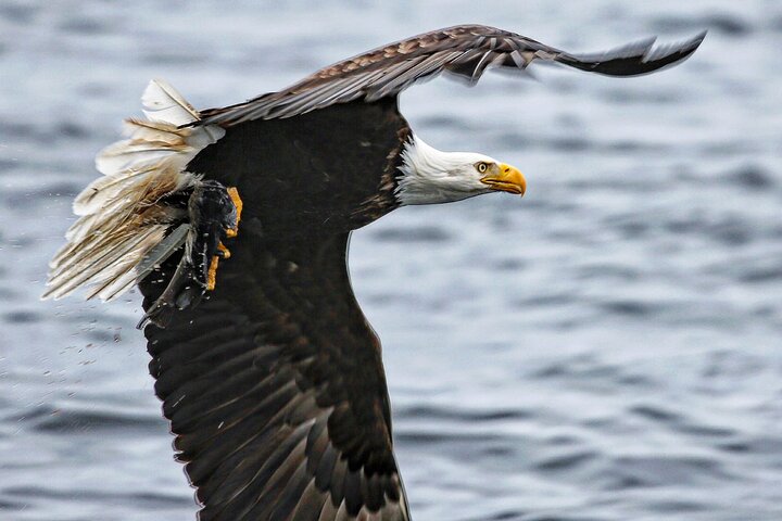 Sitka Premier Whale Watching and Wildlife Tour