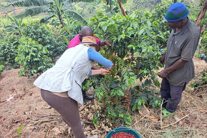 Tea and coffee tours