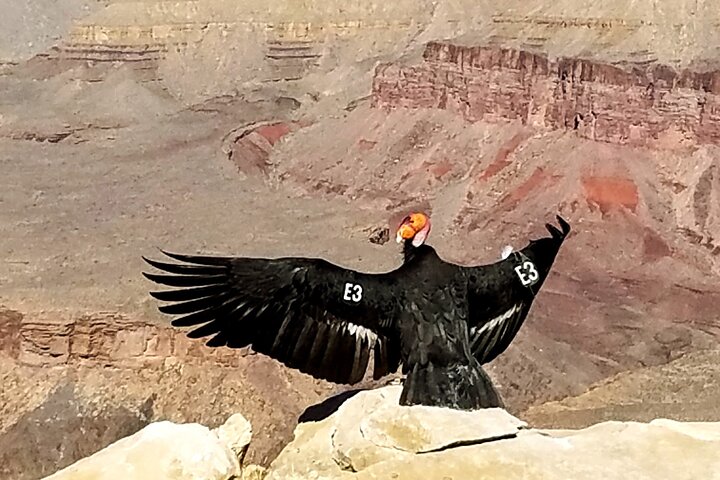 Grand Canyon South Rim Sunset Tour with Dinner included