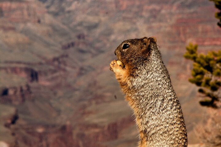 Grand Canyon South Rim Sunset Tour with Dinner included