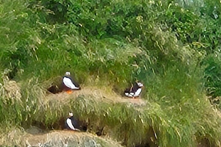 Sightseeing Around Nólsoy to see Puffins