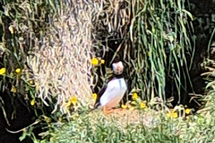 Sightseeing Around Nólsoy to see Puffins