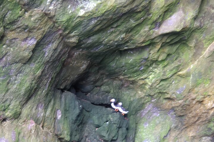 Sightseeing Around Nólsoy to see Puffins
