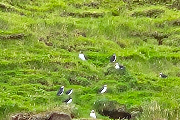 Sightseeing Around Nólsoy to see Puffins