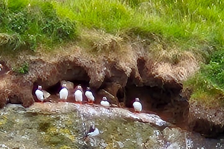 Sightseeing Around Nólsoy to see Puffins