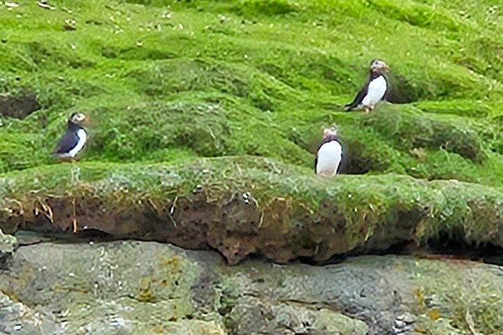 Sightseeing Around Nólsoy to see Puffins