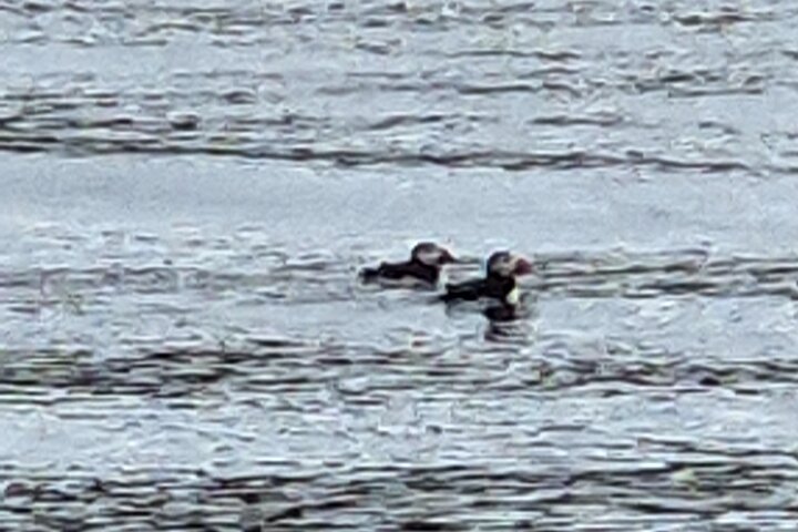 Sightseeing Around Nólsoy to see Puffins