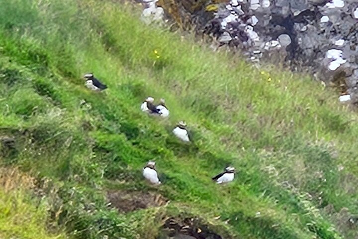 Sightseeing Around Nólsoy to see Puffins