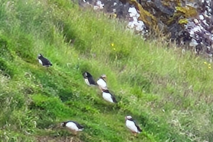 Sightseeing Around Nólsoy to see Puffins