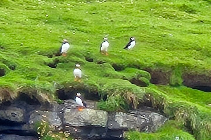Sightseeing Around Nólsoy to see Puffins