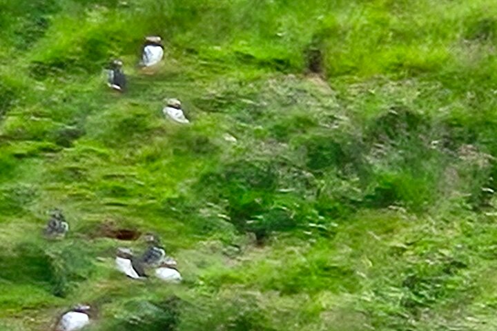 Sightseeing Around Nólsoy to see Puffins