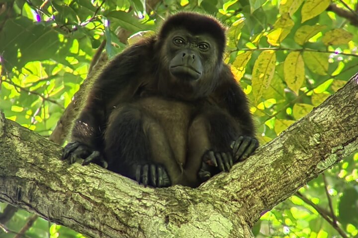 Manuel Antonio National Park : Guided tour with TICKET INCLUDED
