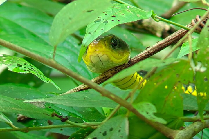 Manuel Antonio National Park : Guided tour with TICKET INCLUDED
