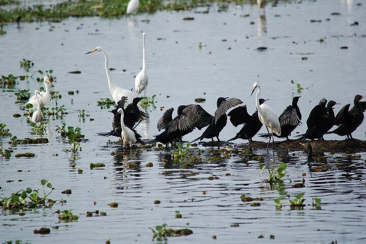 Poovar Backwater boating and Trivandrum Day Trip