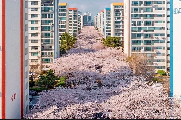 Busan Cruise Port – Premium Small Group Tour (Max 6 Guests)