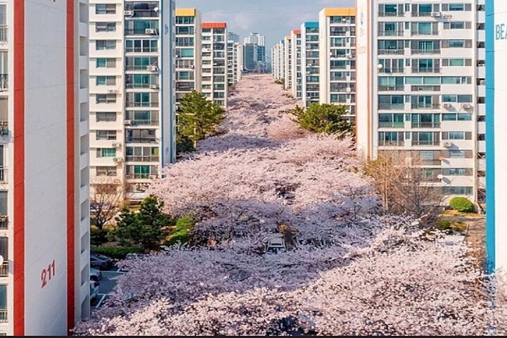 Private Busan Tour - Explore Landmarks with a Licensed Guide