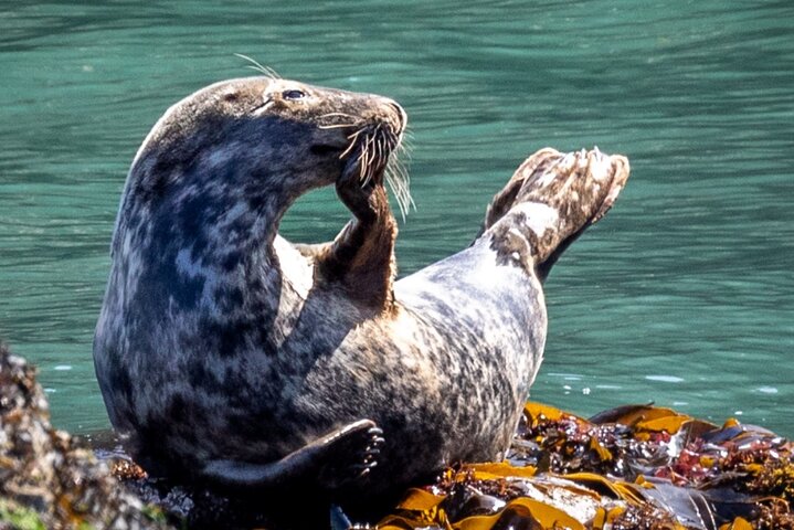 Ireland's Eye and Howth Coastal Boat Tour
