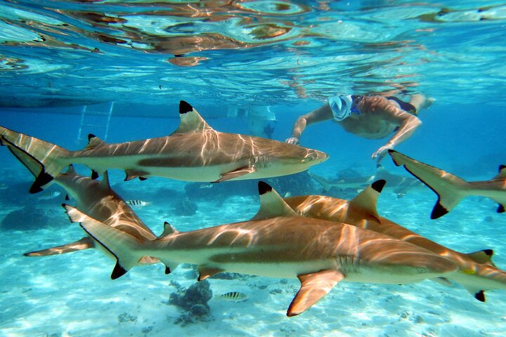 Extra Tahaa Island Boat and Full Day Tour