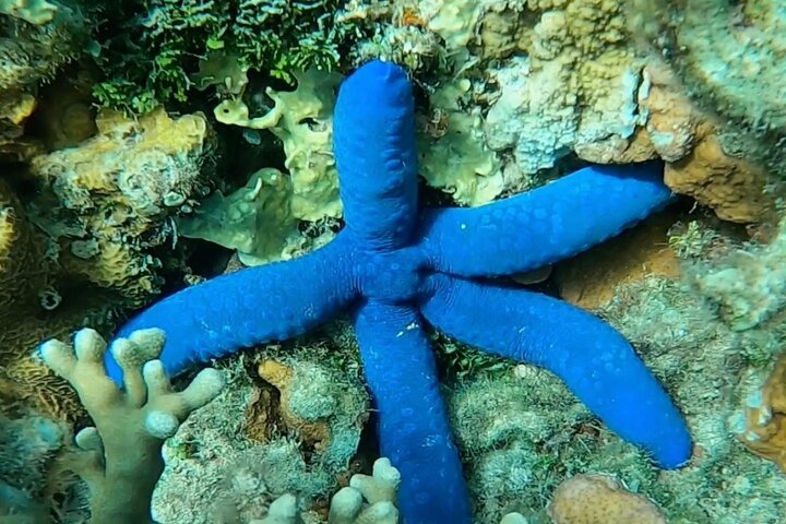 Major Tom -Sailing Day Cruise, with Snorkeling, Lunch & More!