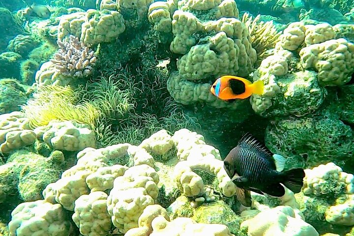 Major Tom -Sailing Day Cruise, with Snorkeling, Lunch & More!