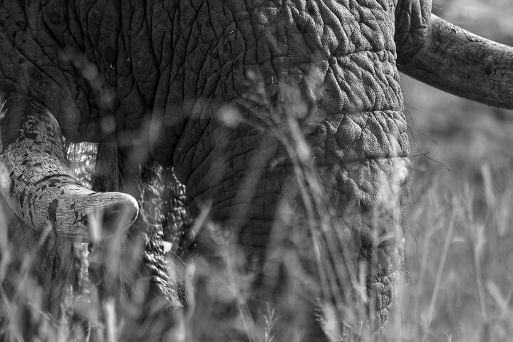 Afternoon Kruger National Park Safari
