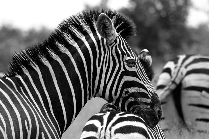 Afternoon Kruger National Park Safari
