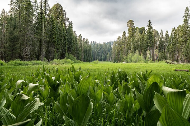 Sequoia National Park Self-Guided Audio Tour