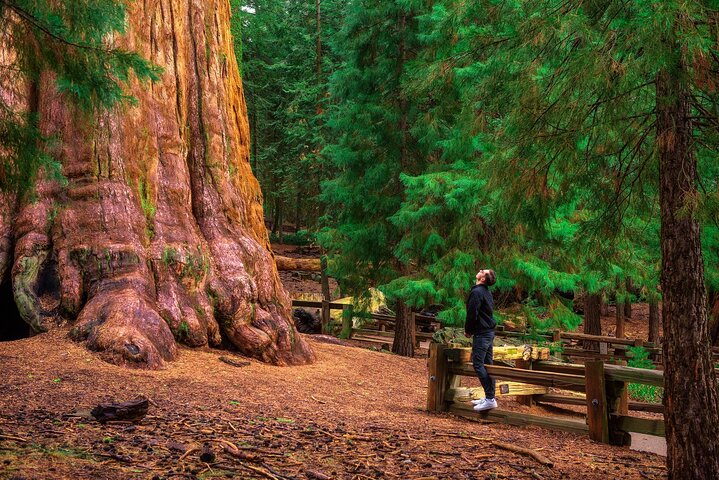 Sequoia National Park Self-Guided Audio Tour