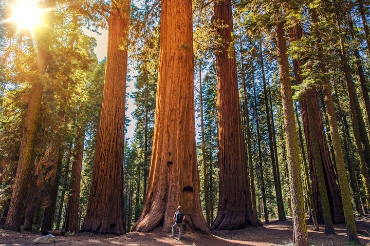 Sequoia and Kings Canyon Audio Tour Self Guide National Park Tour