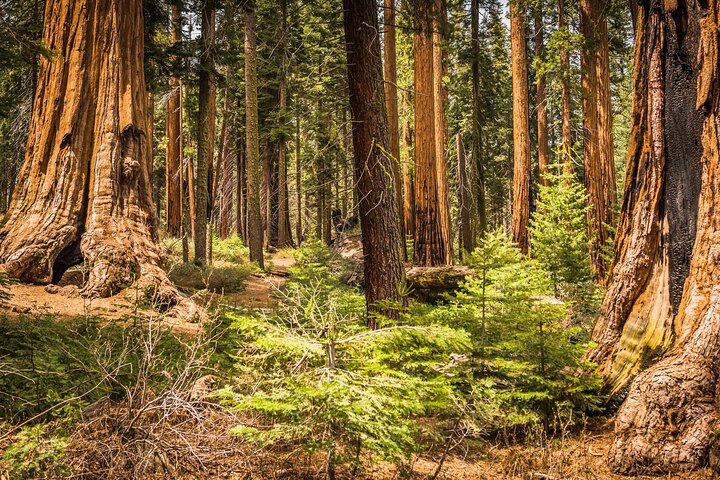 Sequoia National Park Self-Guided Audio Tour